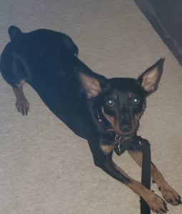Brownie Needs a Home
