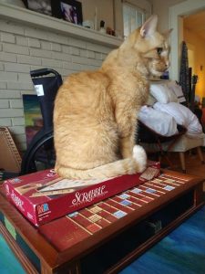 Distinguished Elder Cat Widower Needs Home