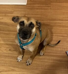 Loving Pup Looking For Forever Home