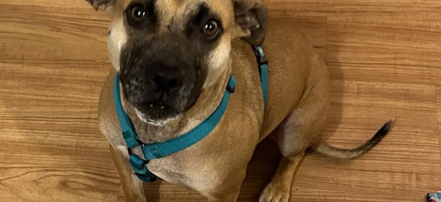 Loving Pup Looking For Forever Home