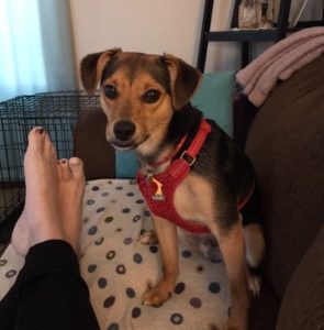Spunky Puppy