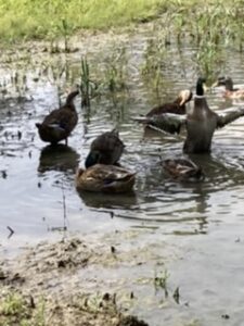 8-10 ducks