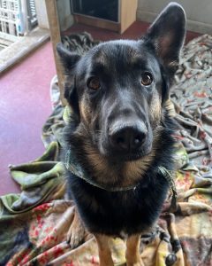 German shepherd mix seeks his perfect home!
