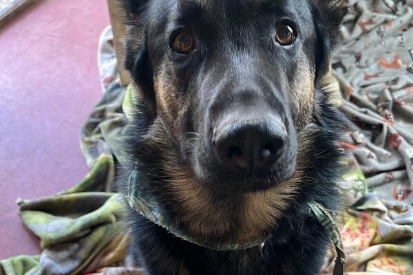German shepherd mix seeks his perfect home!