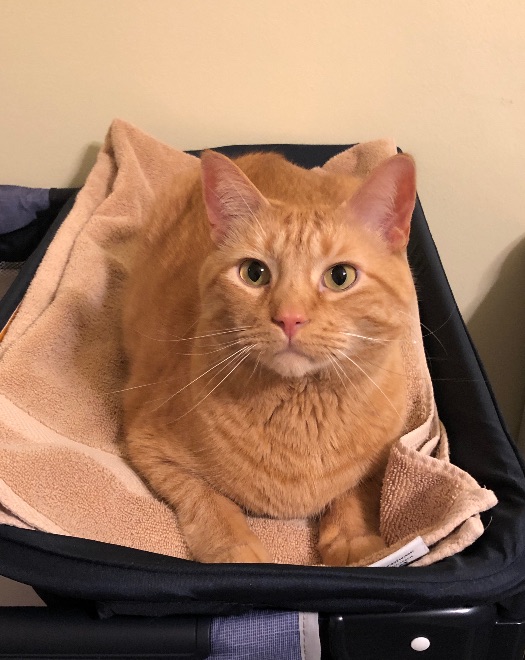 Apollo the Tabby Cat