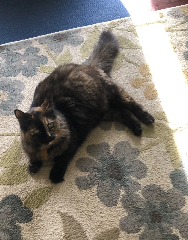 Evee Says, "Are You My New People?"