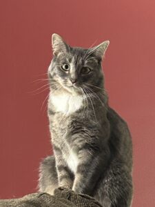 Lucy needs a loving home!