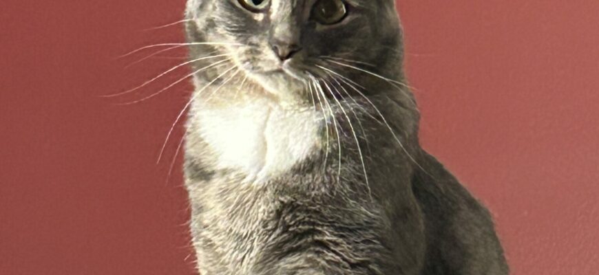 Lucy needs a loving home!