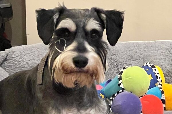 Lovable Mini Schnauzer