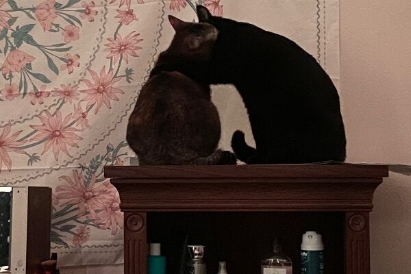 Bonded Pair Need a Temp or Permanent Home