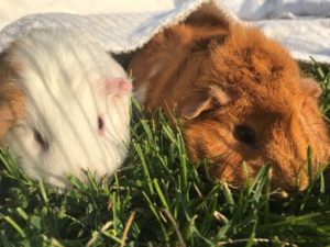 Friendly Guinea Pigs Need You