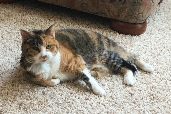 8-year-old, Declawed Calico Needs a Home