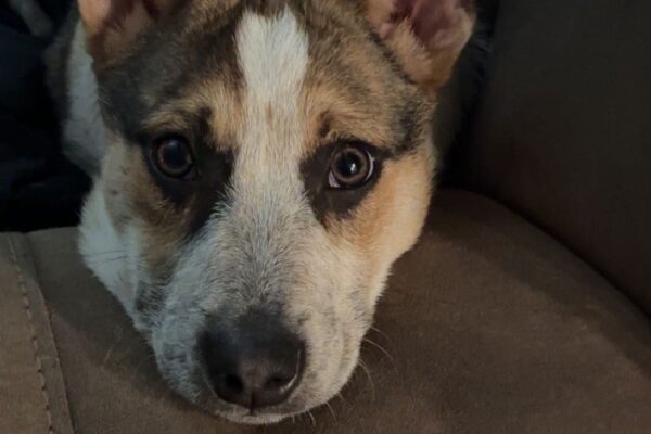 Puppy Looking for a Good Home