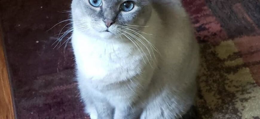 Sweet Senior Siamese Needing New Forever Home
