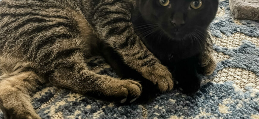 Bonded Pair of Cats