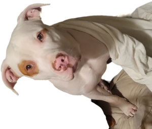 High Energy, Loving Dog