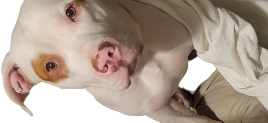 High Energy, Loving Dog