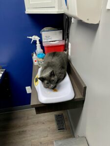 Great cat for home with just Humans! No other cats or dogs!