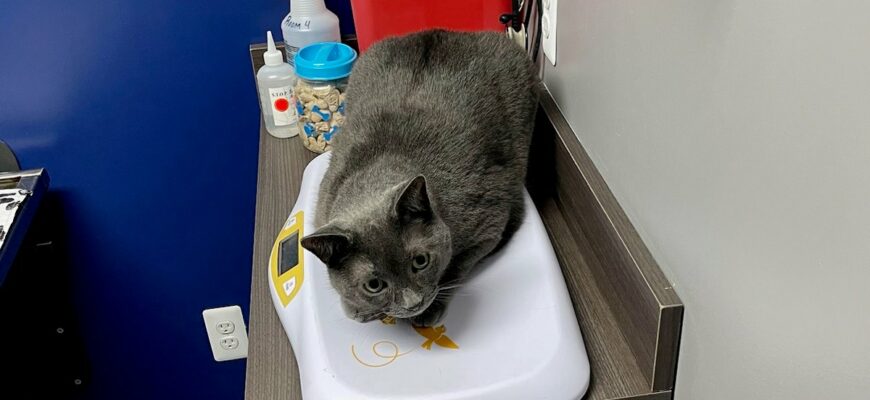 Great cat for home with just Humans!  No other cats or dogs!