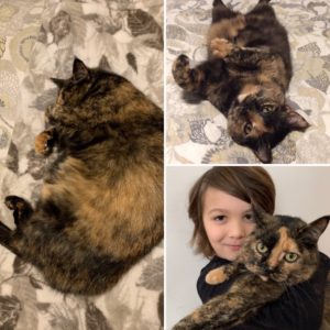 3-Year-Old Manx Needs A Loving Home