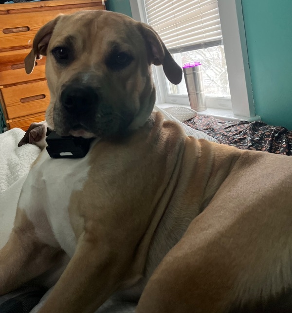 Energetic, Loving Dog Looking for Good Home