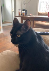 Sweet Boy Cain Needs a Forever Home