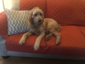 Glorious Gracie GOLDENDOODLE