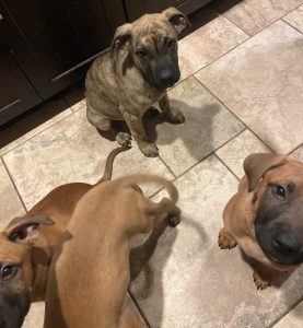 Beautiful, playful puppies looking for forever home.