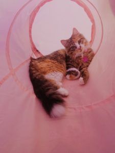 Find Phoebe a Loving Home