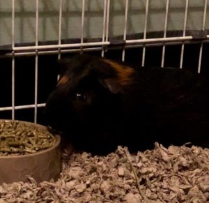Piggy Jack Needs a New Home