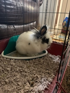 A Lion Rabbit Needs a Home