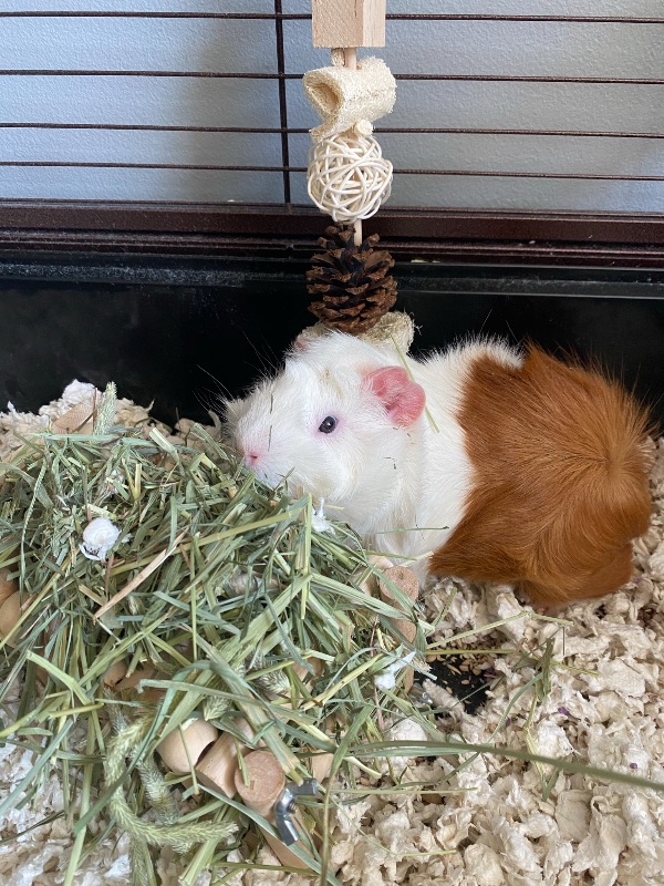 Young Guinea Pig