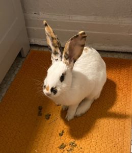 Playful bunny needs a home with room to romp!