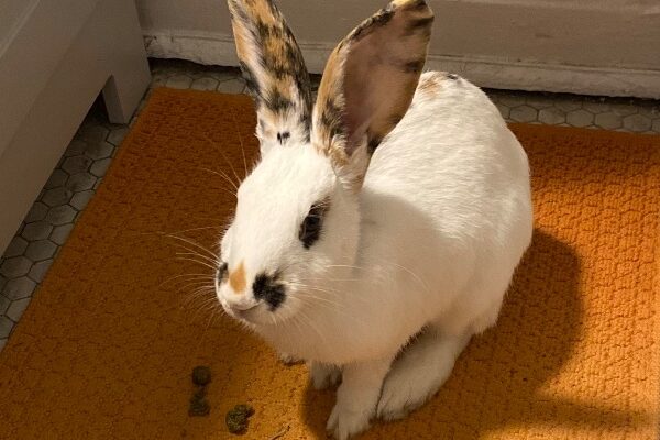 Playful bunny needs a home with room to romp!