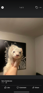Milo the Ferret is in Need of a Loving Home