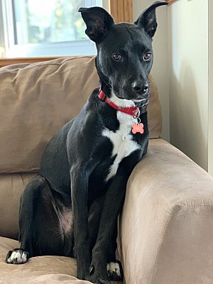 Lovable Duke needs room to thrive!