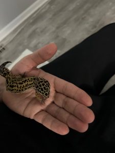 Leo the Friendly Leopard Gecko
