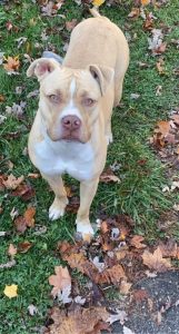 Libra Needs a New, Loving Home