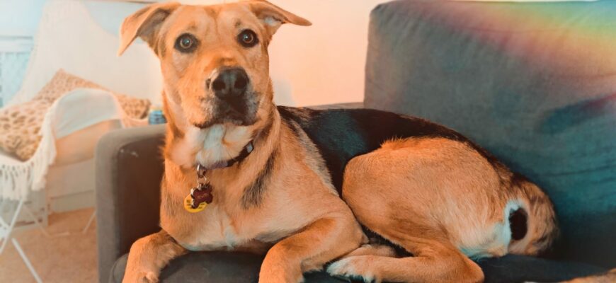 Beautiful Loyal Girl Dog needs a New Home
