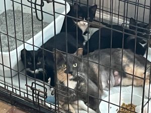 Momma (2-3 years) and Her 3 kittens