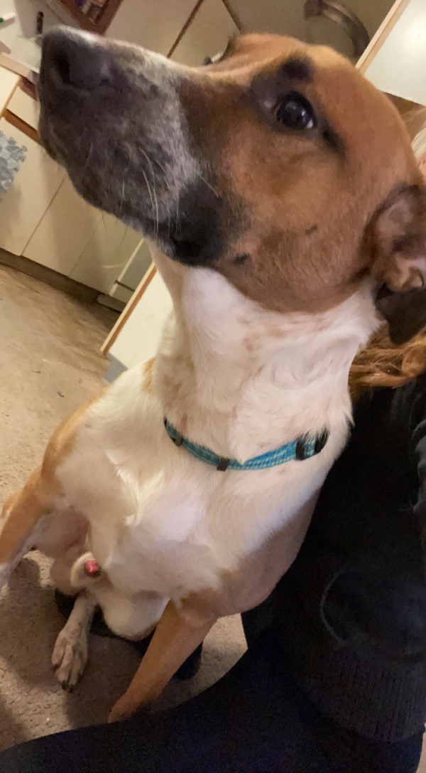 Diesel the Dog
