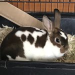 Lovable Rabbit