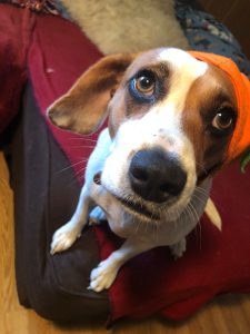 Active beagle mix looking for the perfect home!