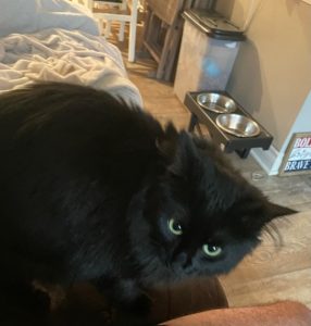Millie Needs You