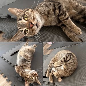 Beautiful Cat In Need of a Forever Home