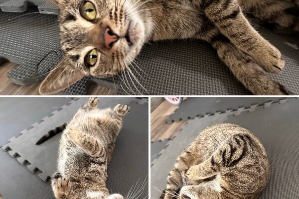 Beautiful Cat In Need of a Forever Home