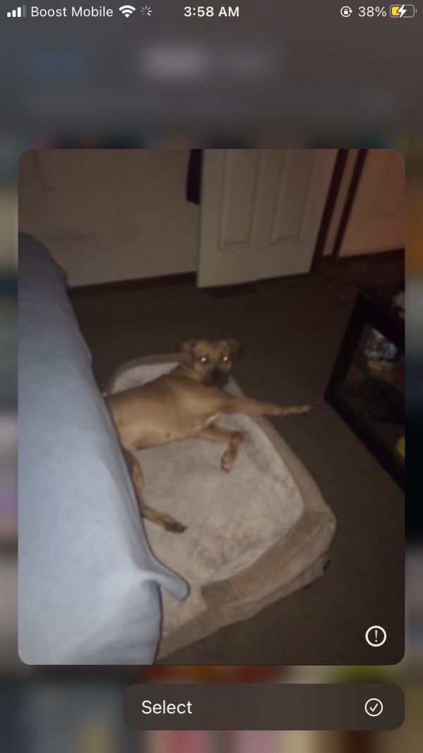 Really Good, Energetic Dog