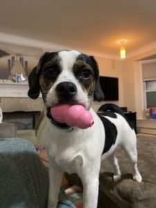 Sweet loving Eevee, almost a Puggle