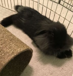 Einstein the Rabbit - Great with Kids!