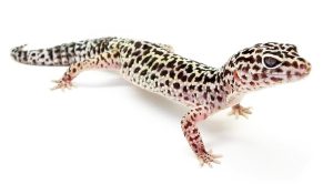Leopard Gecko Available for Adoption